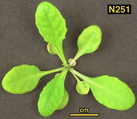 High resolution image of this Arabidopsis plant