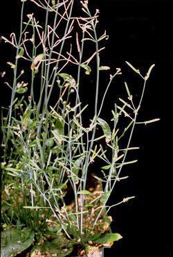 High resolution image of this Arabidopsis plant