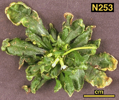 High resolution image of this Arabidopsis plant