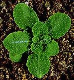 High resolution image of this Arabidopsis plant