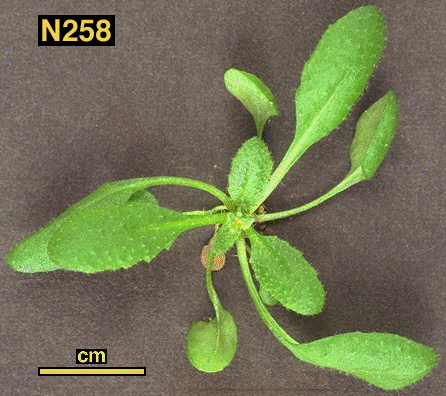 High resolution image of this Arabidopsis plant