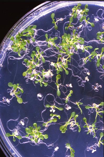 High resolution image of this Arabidopsis plant