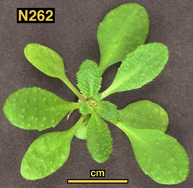 High resolution image of this Arabidopsis plant