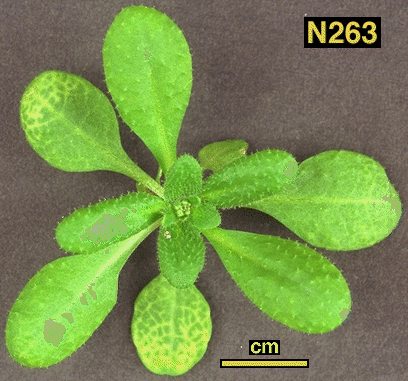 High resolution image of this Arabidopsis plant