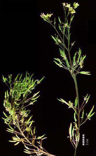 High resolution image of this Arabidopsis plant