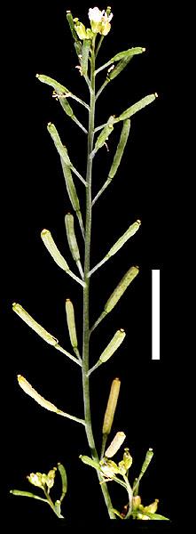 High resolution image of this Arabidopsis plant