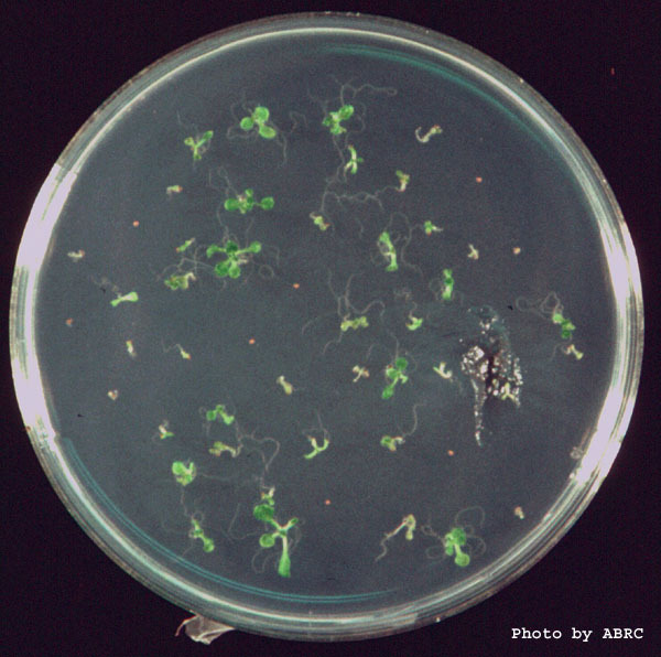 High resolution image of this Arabidopsis plant