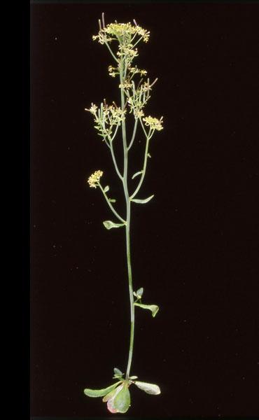 High resolution image of this Arabidopsis plant