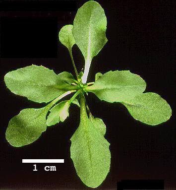 High resolution image of this Arabidopsis plant