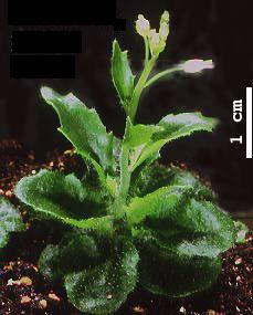 High resolution image of this Arabidopsis plant