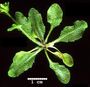 High resolution image of this Arabidopsis plant