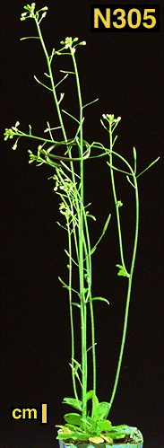 High resolution image of this Arabidopsis plant