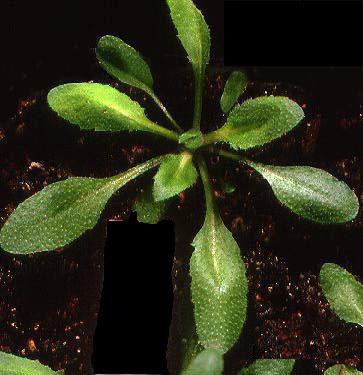 High resolution image of this Arabidopsis plant