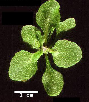 High resolution image of this Arabidopsis plant