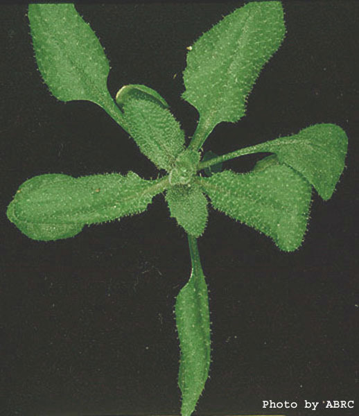 High resolution image of this Arabidopsis plant