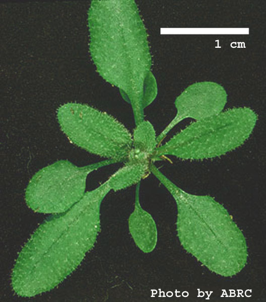 High resolution image of this Arabidopsis plant