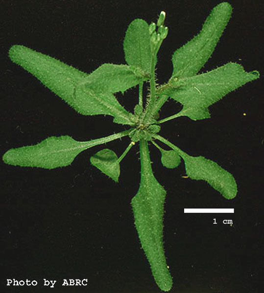 High resolution image of this Arabidopsis plant