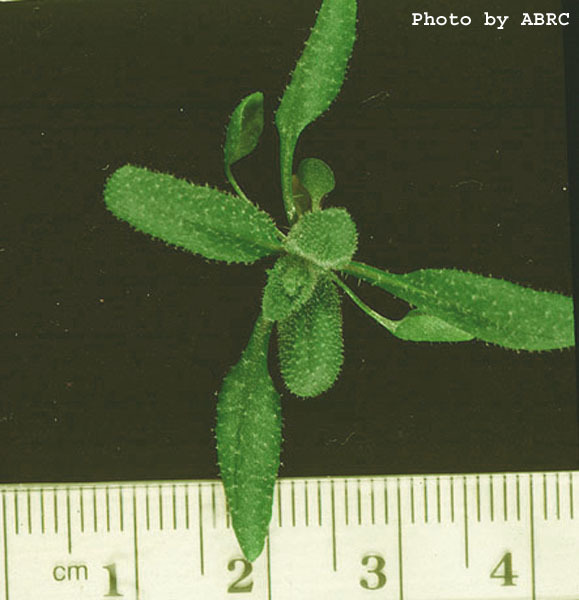 High resolution image of this Arabidopsis plant