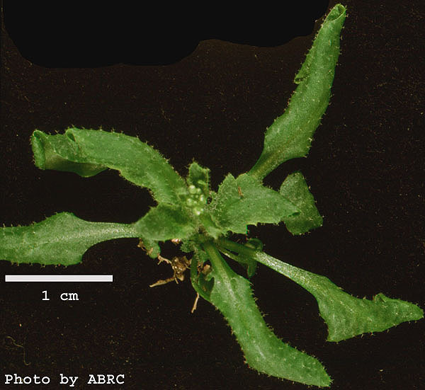 High resolution image of this Arabidopsis plant