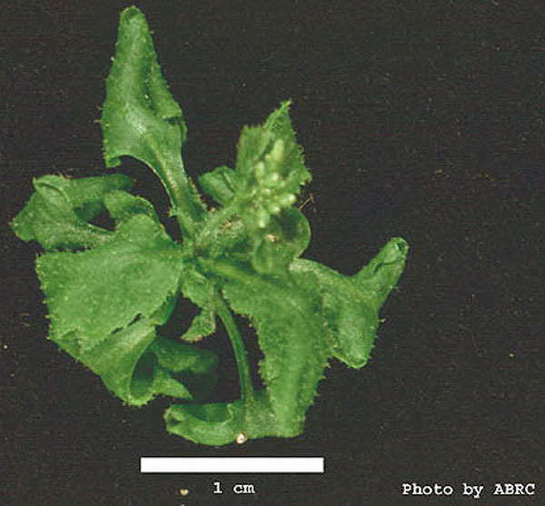 High resolution image of this Arabidopsis plant