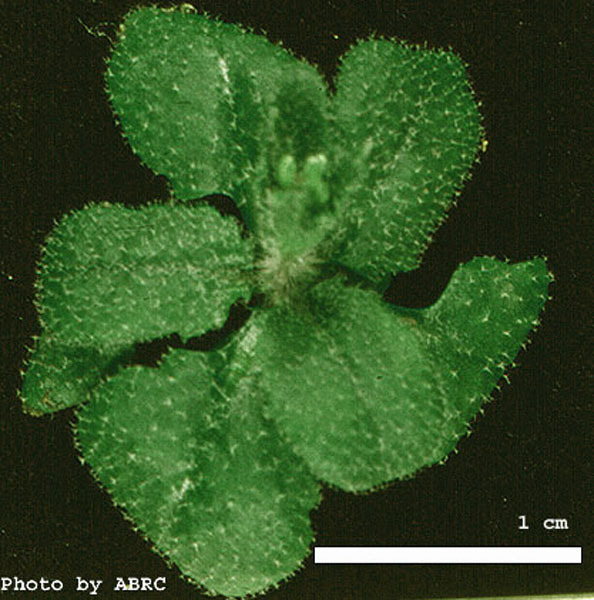 High resolution image of this Arabidopsis plant