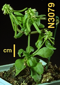 High resolution image of this Arabidopsis plant