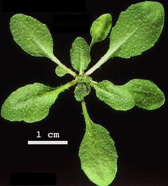 High resolution image of this Arabidopsis plant