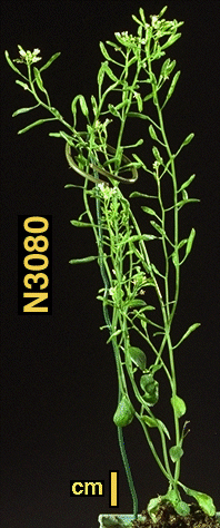 High resolution image of this Arabidopsis plant