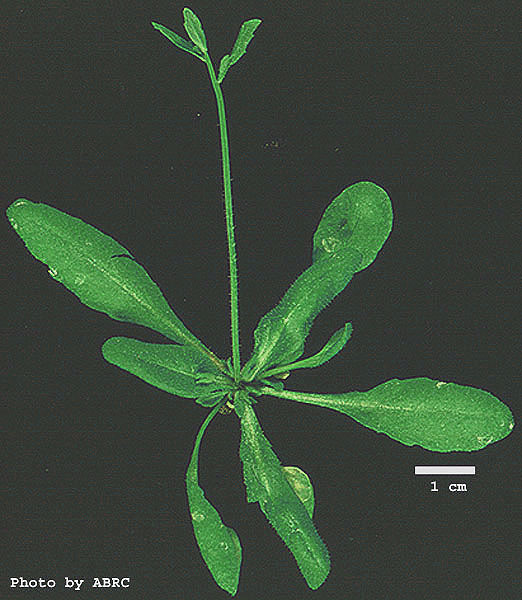 High resolution image of this Arabidopsis plant