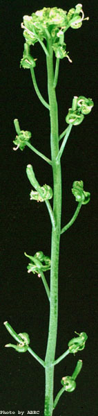 High resolution image of this Arabidopsis plant