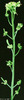 photo of Arabidopsis plant