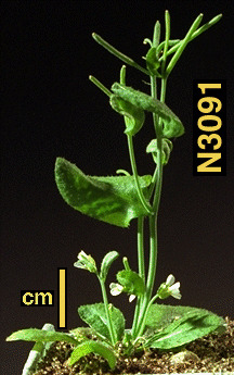 High resolution image of this Arabidopsis plant