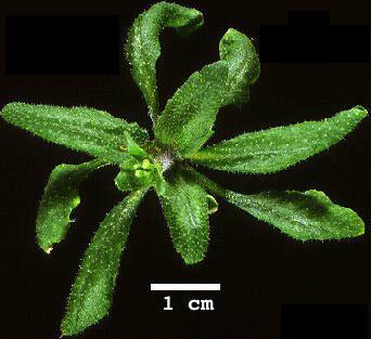 High resolution image of this Arabidopsis plant