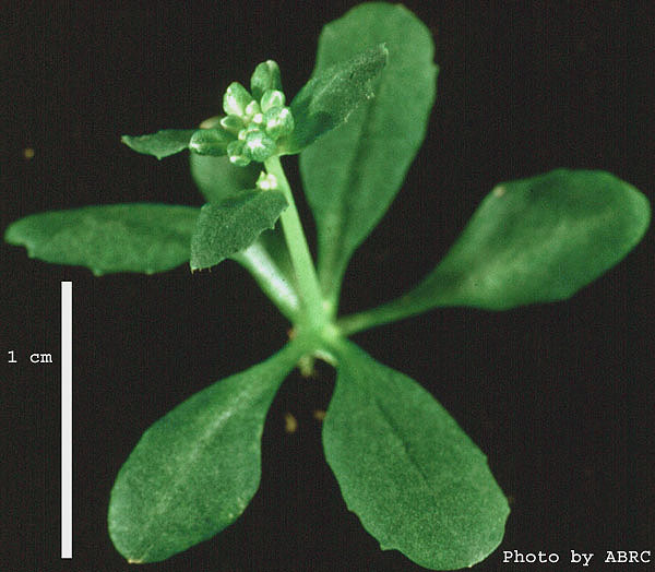 High resolution image of this Arabidopsis plant