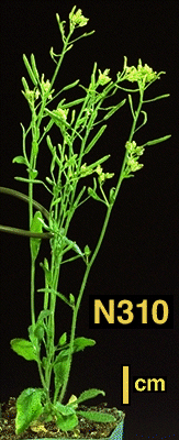 High resolution image of this Arabidopsis plant