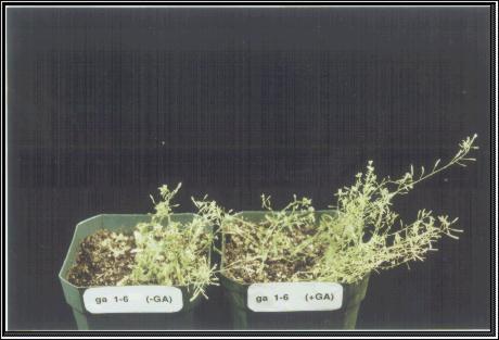 High resolution image of this Arabidopsis plant