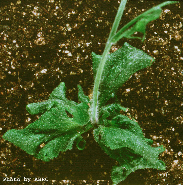 High resolution image of this Arabidopsis plant