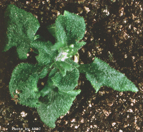 High resolution image of this Arabidopsis plant