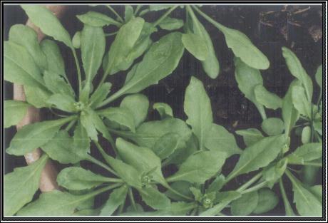High resolution image of this Arabidopsis plant