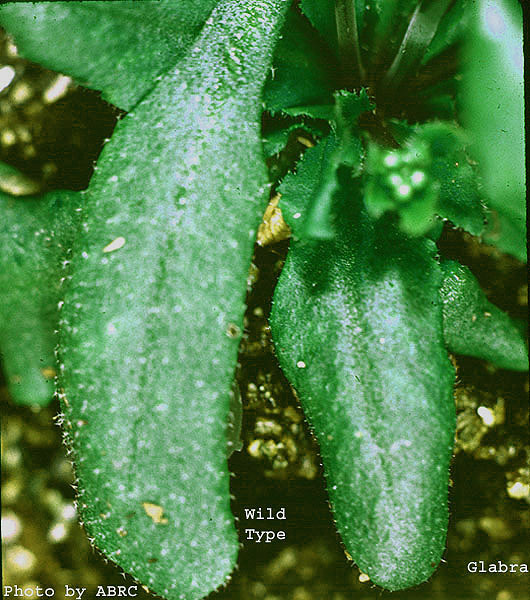 High resolution image of this Arabidopsis plant