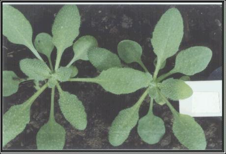 High resolution image of this Arabidopsis plant