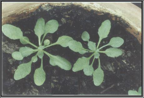 High resolution image of this Arabidopsis plant