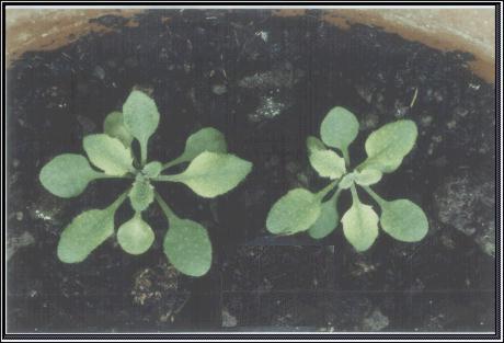 High resolution image of this Arabidopsis plant