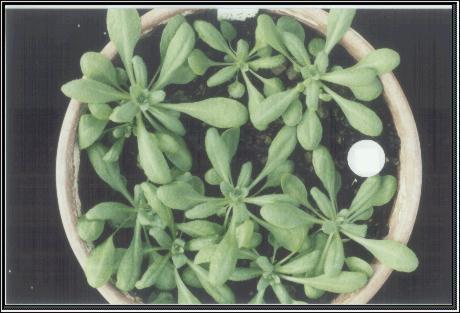 High resolution image of this Arabidopsis plant