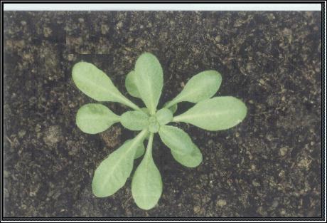 High resolution image of this Arabidopsis plant