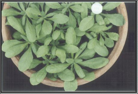 High resolution image of this Arabidopsis plant