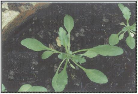 High resolution image of this Arabidopsis plant