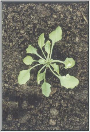 High resolution image of this Arabidopsis plant