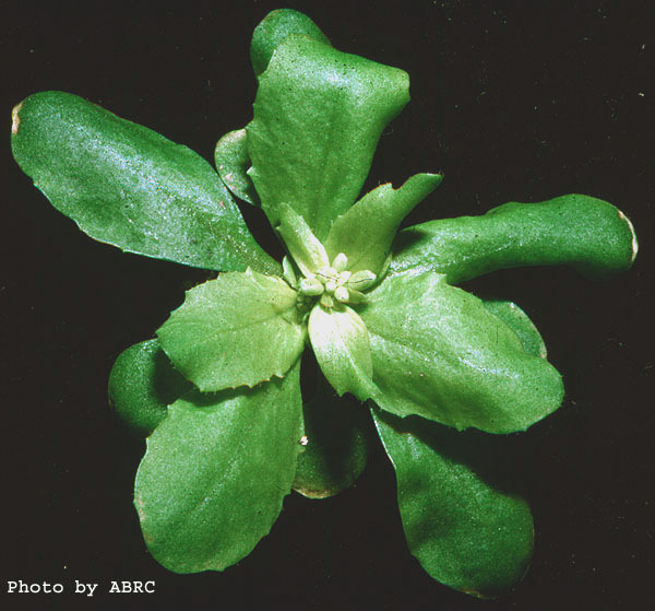 High resolution image of this Arabidopsis plant
