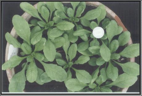 High resolution image of this Arabidopsis plant